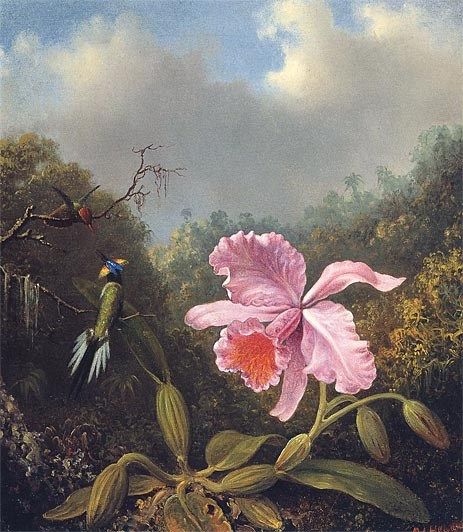 Martin Johnson Heade Fighting Hummingbirds with Pink Orchid
